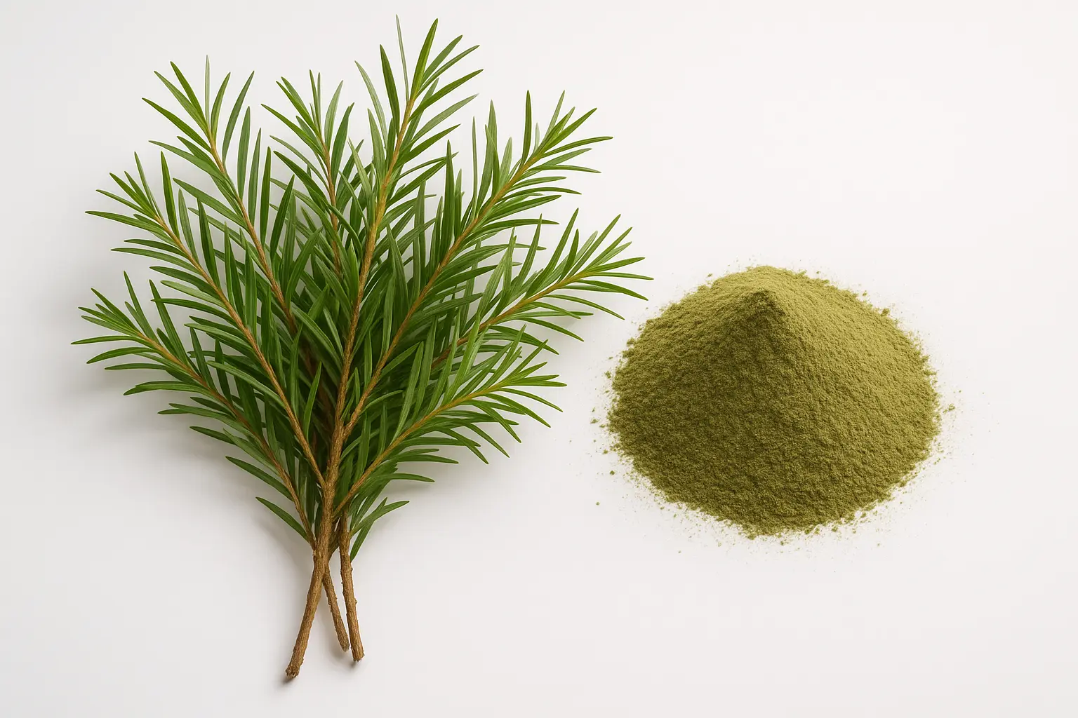 Tea Tree Extract